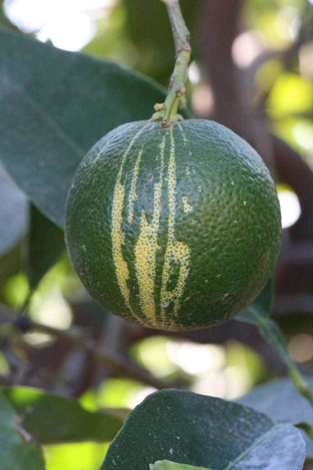            Fruit (Riverside, CA)   